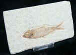 Knightia Fossil Fish - Wyoming #7550-1